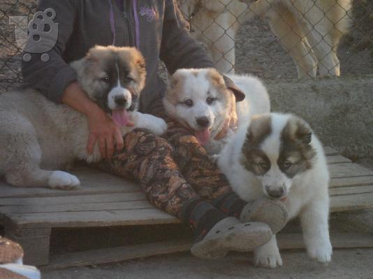 ΠΩΛΟΥΝΤΑΙ ΚΟΥΤΑΒΙΑ ΚΕΝΤΡΙΚΗΣ ΑΣΙΑΣ