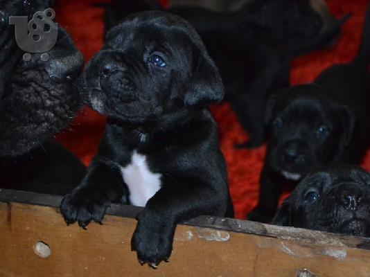 PoulaTo: Cane Corso κουτάβια