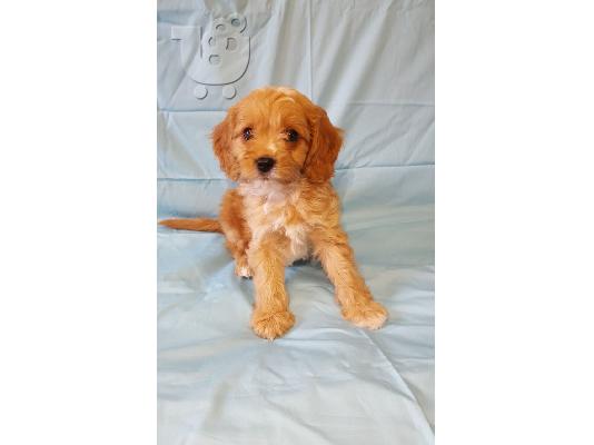 Διαθέσιμα χαριτωμένα κουτάβια Cavapoo.