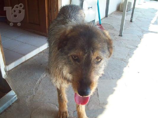 Γκριφον για συντροφια και φυλαξη  χαριζεται