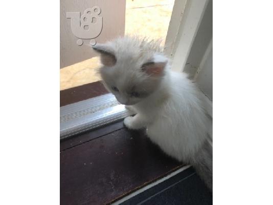 Αναισθητοποιήστε το γατάκι Ragdoll