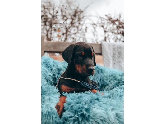 PoulaTo: Doberman Pups