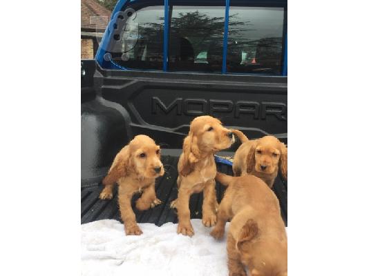 COCKER SPANIEL