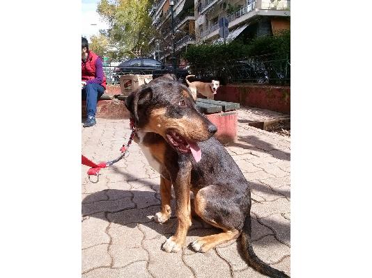 χαριζεται ο σπανιος DARKO!