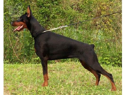 PoulaTo: Ντοπερμαν καθαροαιμο κουταβακι