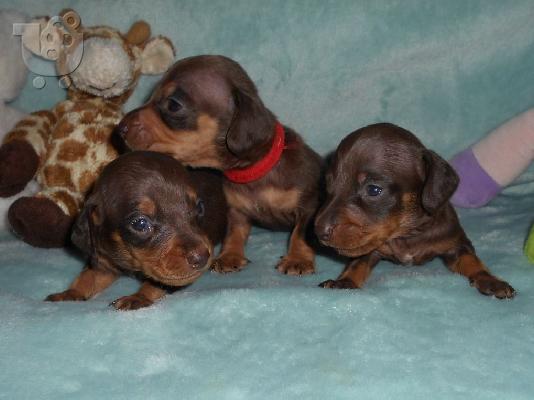 Κουτάβια Dachshund έτοιμα τώρα