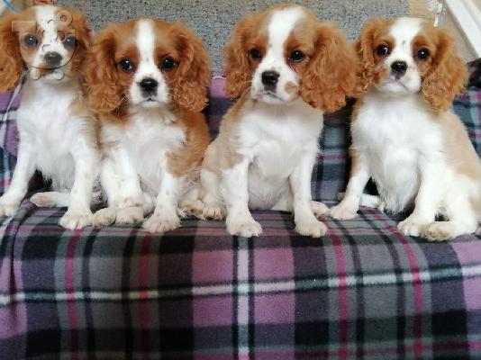 PoulaTo: Cavalier King Charles Spaniel