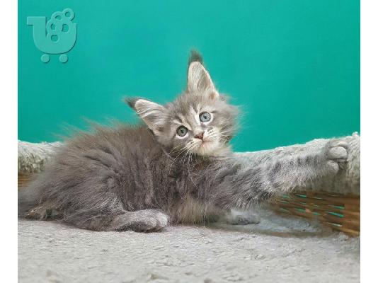 Maine Coon Kittens