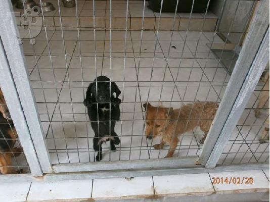 Κουταβακια χαριζονται