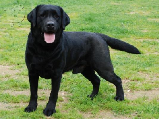 Labrador καθαροαιμα κουταβακια απο γονεις με pedigree ΘΕΣΣΑΛΟΝΙΚΗ (6979314054)...