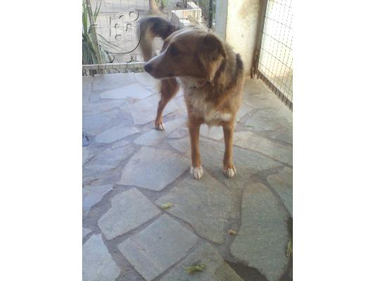 Σκυλιτσα χαριζεται