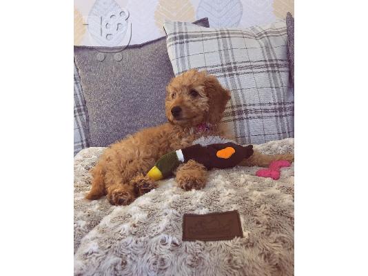 Όμορφα κουτάβια Cavachon προς πώληση