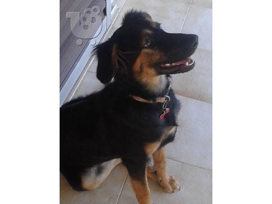 Sandy το ημιαιμο λυκοσκυλακι μας!