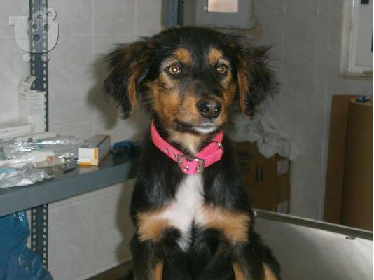 PoulaTo: Κουταβακι χαριζεται