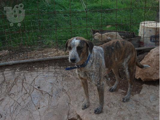 PoulaTo: Σκυλιτσα για φυλαξη