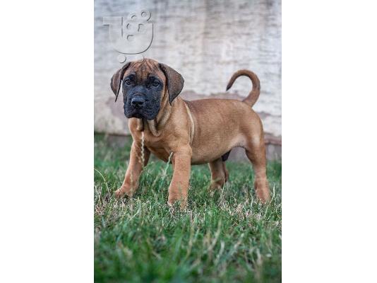 PoulaTo: Κουτάβια Presa Canario