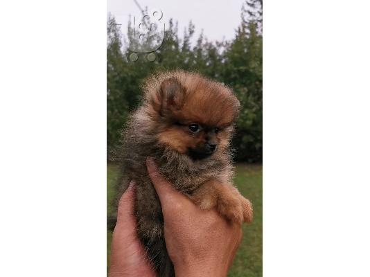 Pomeranian Spitz