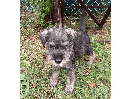 Standard Schnauzer κουτάβια