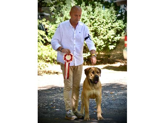 Νοτιοαφρικανικό Mastiff- Boerboel κουτάβια