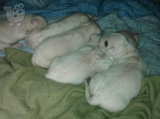 ΠΩΛΟΥΝΤΑΙ ΚΑΘΑΡΟΑΙΜΑ ΚΟΥΤΑΒΙΑ DOGO ARGENTINO