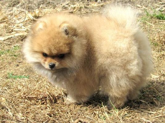 ένα αρσενικό και ένα θηλυκό ροζ κουτάβια