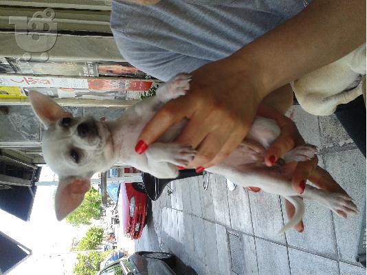 PoulaTo: ΠΩΛΟΥΝΤΑΙ ΤΣΙΟΥΑΟΥΑ ΘΥΛΗΚΑ Κ ΕΝΑ ΤΟΥ