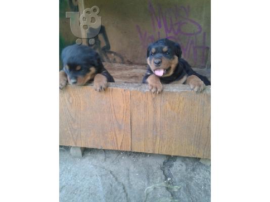 PoulaTo: Rottweiler