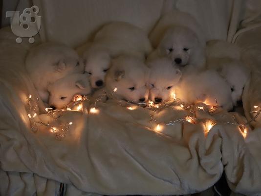 Samoyed κουτάβια