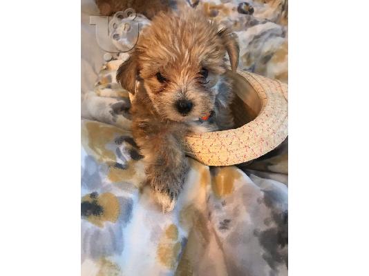 PoulaTo: Πωλείται κουτάβι Yorkshire Terrier