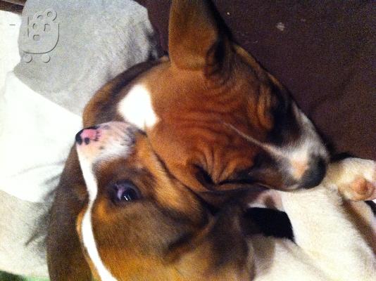 PoulaTo: Πωλουνται American amstaff pitbull red nose