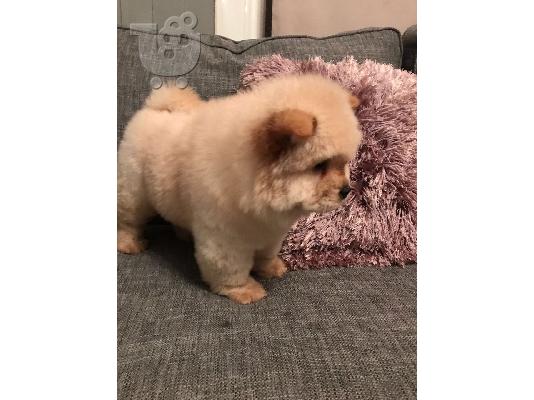 κουτάβια chow chow