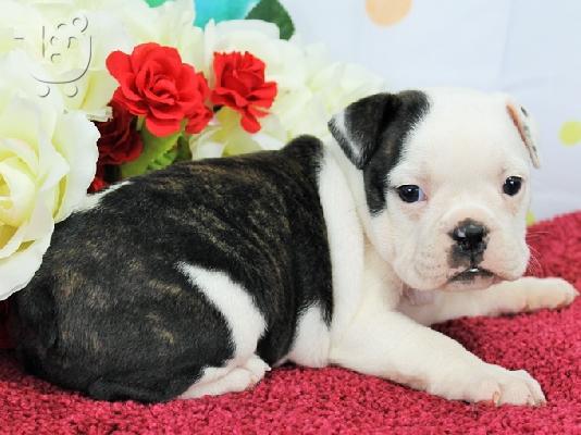 PoulaTo: Καταπληκτικό αρσενικό και θηλυκό ENGLISH Bulldog