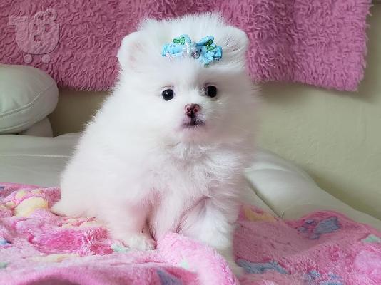 PoulaTo: Pomeranian κουτάβια ΠΟΛΎ αφράτο
