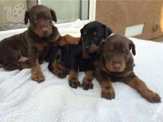Κουτάβια Doberman 12 εβδομάδων