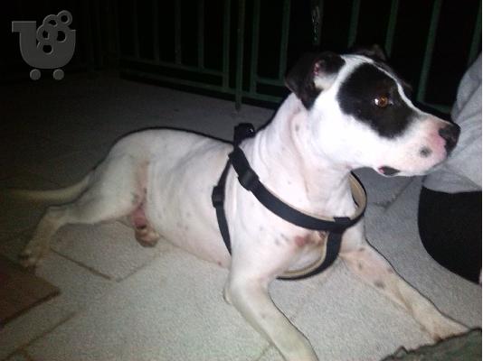 pwlite american pitbull