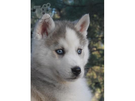 husky-ΔΩΡΟ ΧΡΙΣΤΟΥΓΕΝΝΩΝ