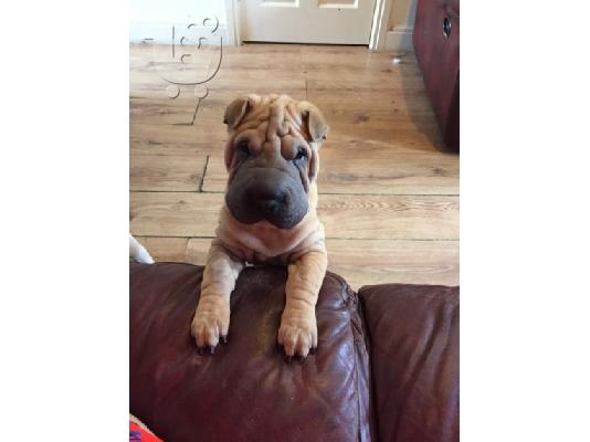 PoulaTo: shar pei