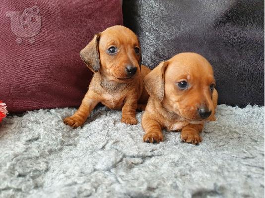 DACHSHUNDS