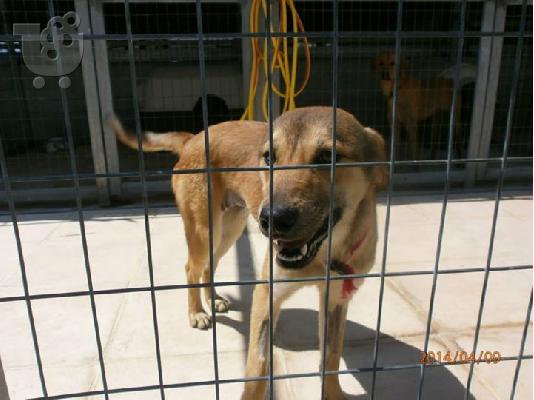 Νεαρη σκυλιτσα συντροφιας χαριζεται