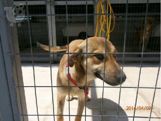 Νεαρη σκυλιτσα χαριζεται