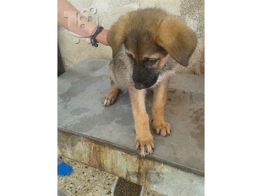 Κουταβακι 2 μηνων χαριζεται