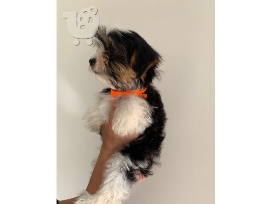 Adorable Pedigree biewer terrier Puppies for sale