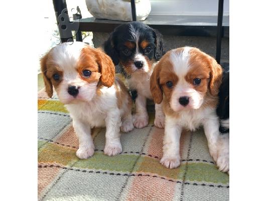 PoulaTo: Κουτάβια Cavalier King Charles Spaniel για υιοθεσία