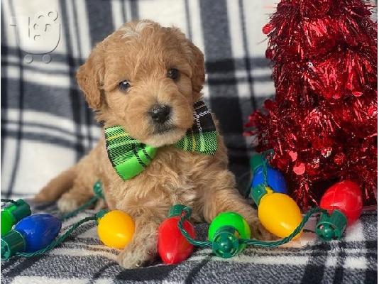 PoulaTo: Double Doodle puppies for Adoption