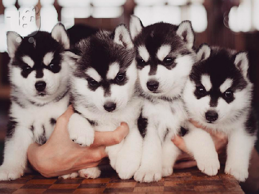 PoulaTo: Siberian Husky