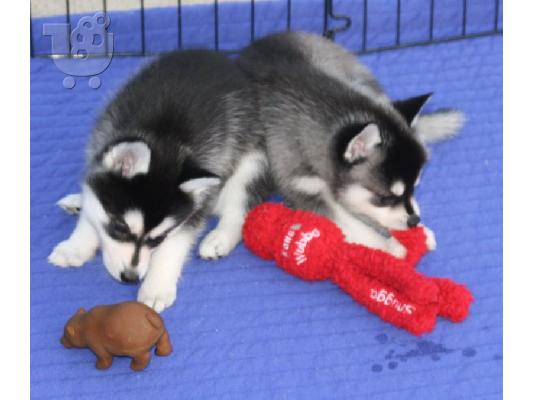 PoulaTo: Όμορφα αγνά κουτάβια Husky Siberian Husky