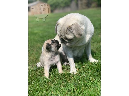 Pug κουτάβια αρσενικό και θηλυκό