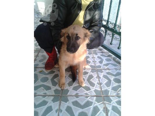 Σκυλακι 5 μηνων χαριζεται