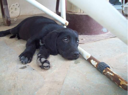 Κουταβουλες χαριζονται