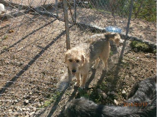 Γκριφονιτσα χαριζεται